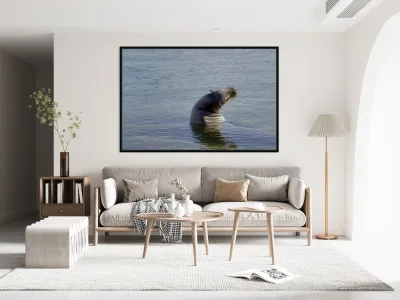 Galapagos sea lion Zalophus wollebaeki stretching Punta Espinosa Fernandina Island Galapagos Islands Ecuador Reproduction