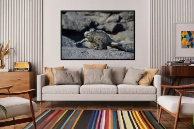 Marine Iguana Amblyrhynchus cristatus walking Punta Espinosa Fernandina Island Galapagos Islands Ecuador Reproduction