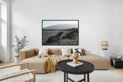 Galapagos sea lion Zalophus wollebaeki backlit Punta Espinosa Fernandina Island Galapagos Islands Ecuador Reproduction