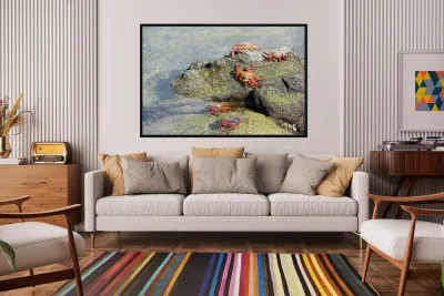 Sally Lightfoot crab - Punta Espinosa Fernandina Island - Galapagos Islands Reproduction