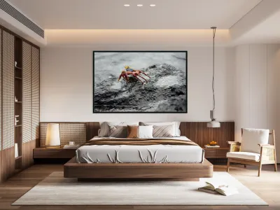 Sally Lightfoot crab Grapsus grapsus Urbina Bay Isabela Island Galapagos Islands Ecuador Reproduction