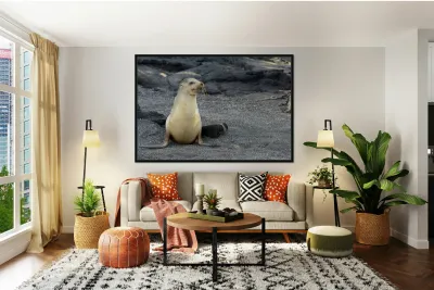 Galapagos sea lion female with pup Punta Espinosa Fernandina Island Galapagos Islands Ecuador Reproduction