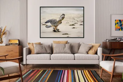 Galapagos Hawk Buteo galapagoensis landing on Espumilla Beach Santiago Island Galapagos Islands Ecuador
 Reproduction