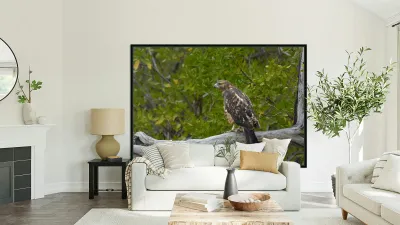 Galapagos Hawk Buteo galapagoensis Espumilla Beach Santiago Island Galapagos Islands Ecuador
 Reproduction