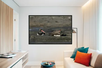 American Oystercatchers Haematopus palliatus sitting on lava Puerto Egas Santiago Island Galapagos Islands Ecuador
 Reproduction