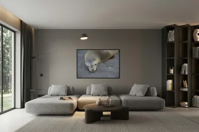 Galapagos sea lion Zalophus wollebaeki Puerto Egas Santiago Island Galapagos Islands Ecuador Reproduction