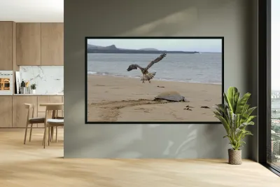 Galapagos Hawk Buteo galapagoensis flying above a Galapagos green turtle Playa Espumilla Santiago Island Galapagos Islands Ecuador
 Reproduction