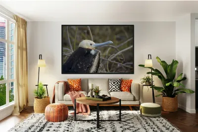 Magnificent Frigatebird Fregata magnificens immature with white head and blue beak North Seymour Island Galapagos Islands Ecuador
 Reproduction