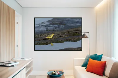 Yellow Warbler Dendroica petechia aureola Puerto Egas Santiago Island Galapagos Islands Ecuador
 Reproduction