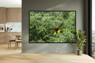 Russet backed oropendola Psarocolius angustifrons
 Reproduction