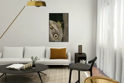 Owl butterfly Caligo idomeneus in the Amazon rainforest Amazon Ecuador Reproduction