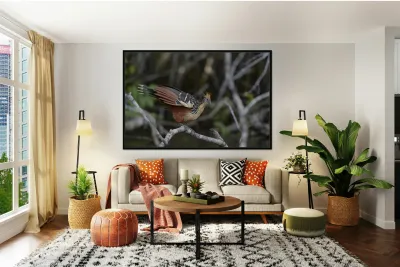 Hoatzin Opisthocomus hoazin on a branch over Lake Garzacocha La Selva Jungle Eco Lodge Amazon Basin Ecuador
 Reproduction