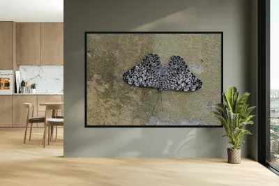 Feronia Cracker  Butterfly Hamadryas feronia Amazon Ecuador Reproduction