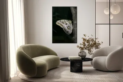 Owl butterfly Caligo idomeneus at the La Selva Jungle Lodge  Amazon Ecuador Reproduction