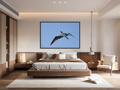 Blue footed Booby Sula nebouxii Punta Moreno Isabela Island Galapagos Islands Ecuador Reproduction