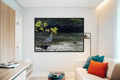 Great Blue Heron Ardea herodias Elizabeth Bay Isabela Island Galapagos Islands Ecuador Reproduction