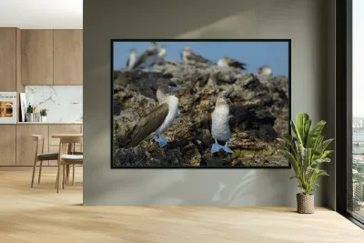 Blue footed Booby Sula nebouxii Punta Moreno Isabela Island Galapagos Islands Ecuador Reproduction