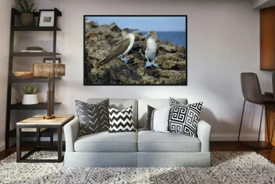 Blue footed Booby Sula nebouxii Punta Moreno Isabela Island Galapagos Islands Ecuador Reproduction