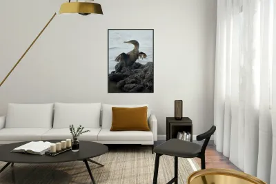 Flightless Cormorant or Galapagos Cormorant Phalacrocorax harrisi Urbina Bay Isabela Island Galapagos Islands Ecuador Reproduction