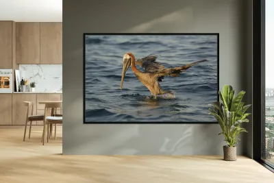 Brown Pelican Pelecanus occidentalis Elizabeth Bay Isabela Island Galapagos Islands Ecuador Reproduction