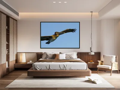 Brown Pelican Pelecanus occidentalis Elizabeth Bay Isabela Island Galapagos Islands Ecuador Reproduction