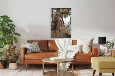 Arbutus tree at Panther Point  Reproduction