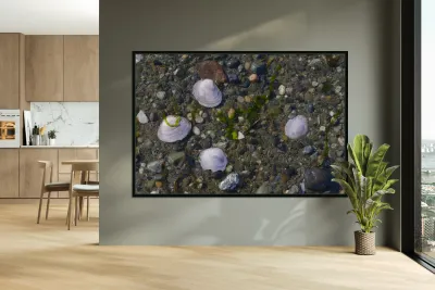 Sea shells - Spencer Spit  Reproduction