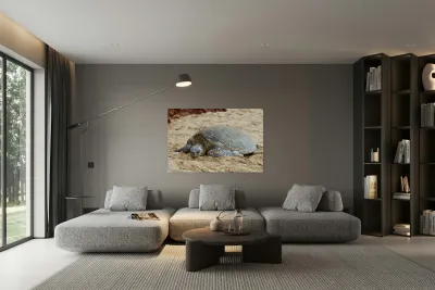 Maui Sea Turtle 3 Reproduction