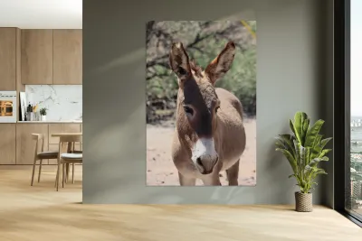 Split ear donkey Reproduction