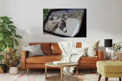 Donkeys in your mirror are closer than they appear Reproduction