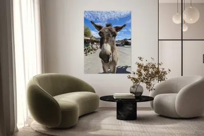 Oatman Donkey Reproduction