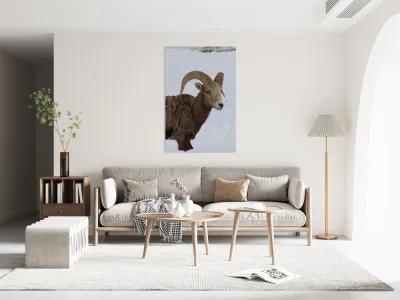 Big Horn Sheep Reproduction