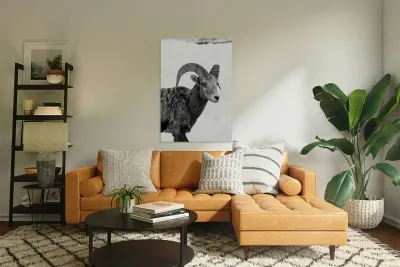 Big Horn Sheep B & W Reproduction