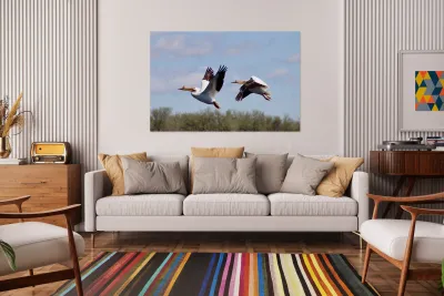 Pelicans Reproduction