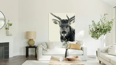 Elk in Black and White  Reproduction