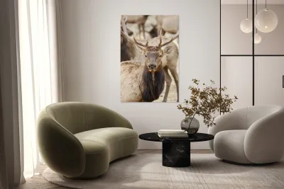 Elk Season Reproduction