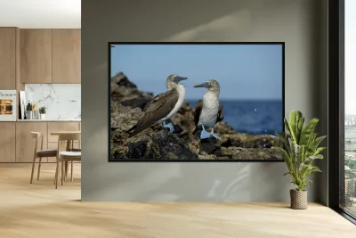 Blue-footed Booby Sula nebouxii on rocks Punta Moreno Isabela Island Galapagos Islands Ecuador Reproduction