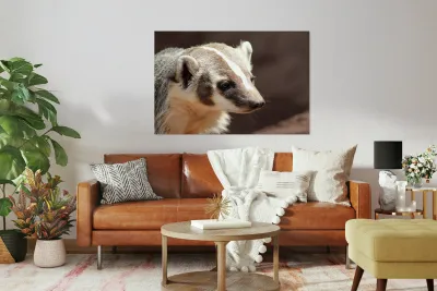 Badger -2 Reproduction