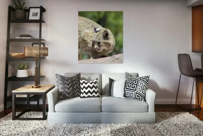 Bobcat -1 Reproduction