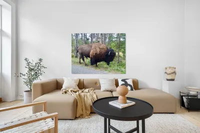 Yellowstone Bison Reproduction