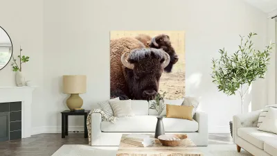 Bison in Arizona  Reproduction