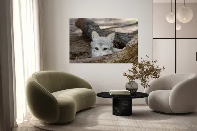 Wolf Hiding Reproduction