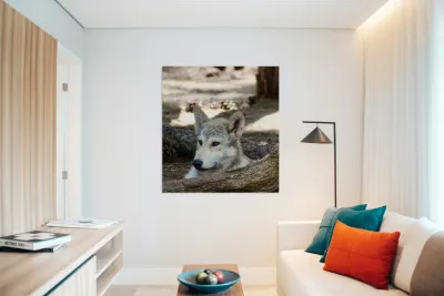 Young Wolf Reproduction