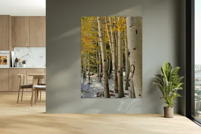 Aspens in Flagstaff -1 Reproduction