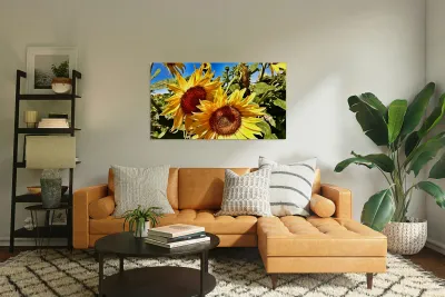 Sunflower Drama Reproduction