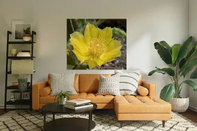 Prickly Pear Bloom -2 Reproduction