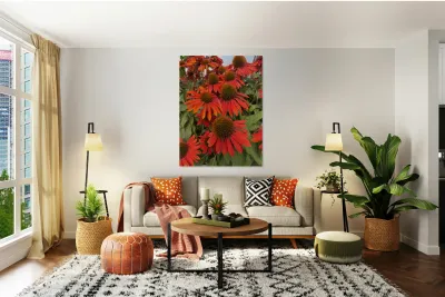 Coneflower Reproduction