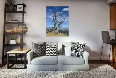 Tree overlooking Wenatchee Reproduction