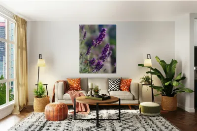 Lavender  Reproduction