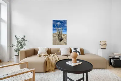 Ocotillo  Reproduction